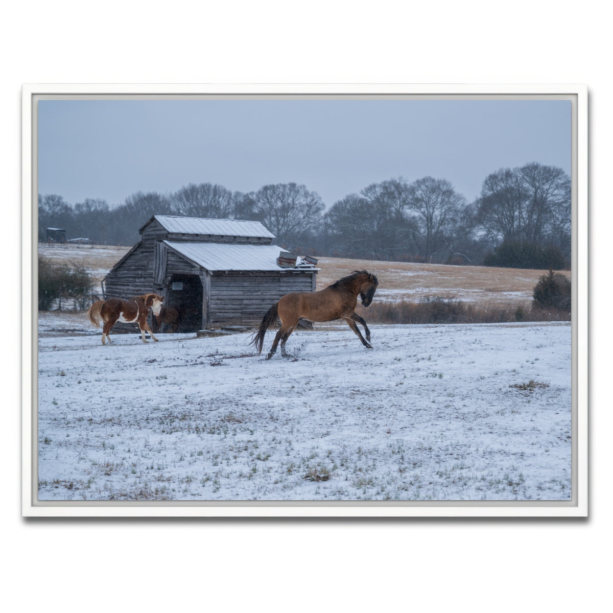 AUTO-MOCKUP WHITE | Williamston South Carolina Farm Horse | 1 Piece | White Framed Canvas | group=4x3