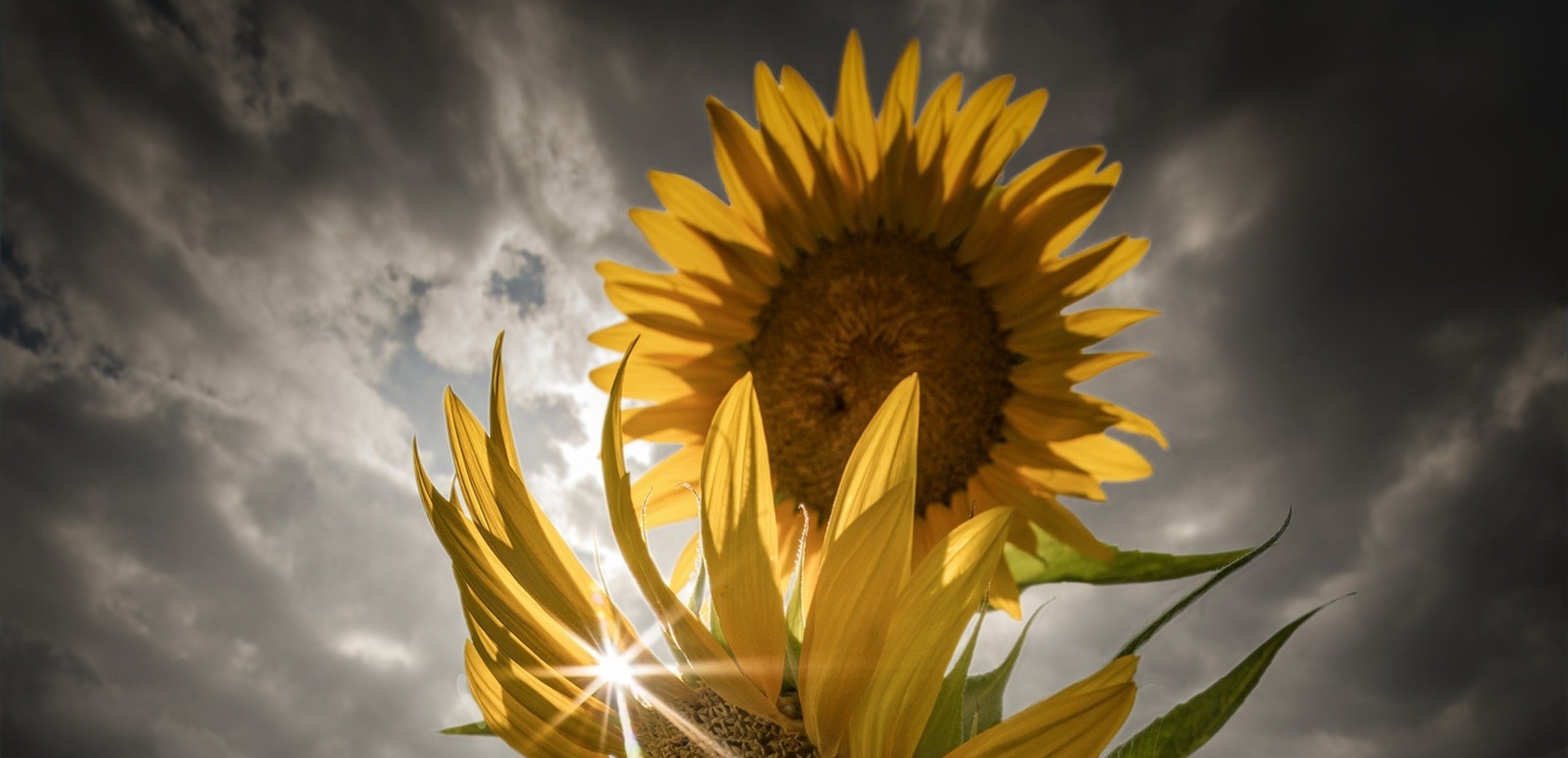 Enzo Romano collection hero - Cloudy Sunflowers