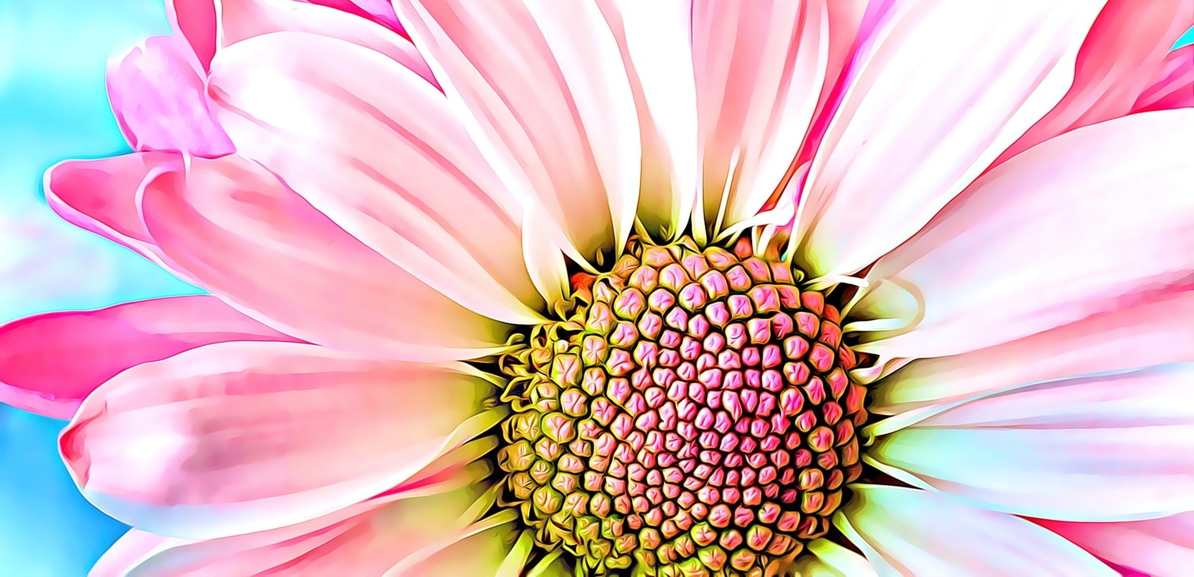Denise Dundon collection hero - Pink Dahlia