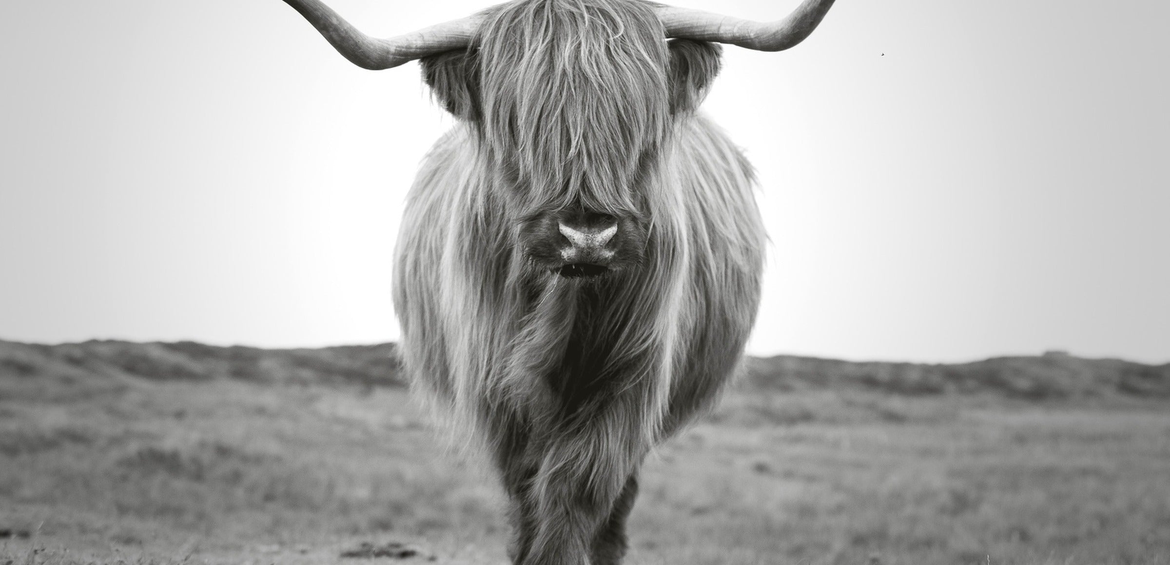 Highland Cow Wall Art collection hero - Scottish Bull