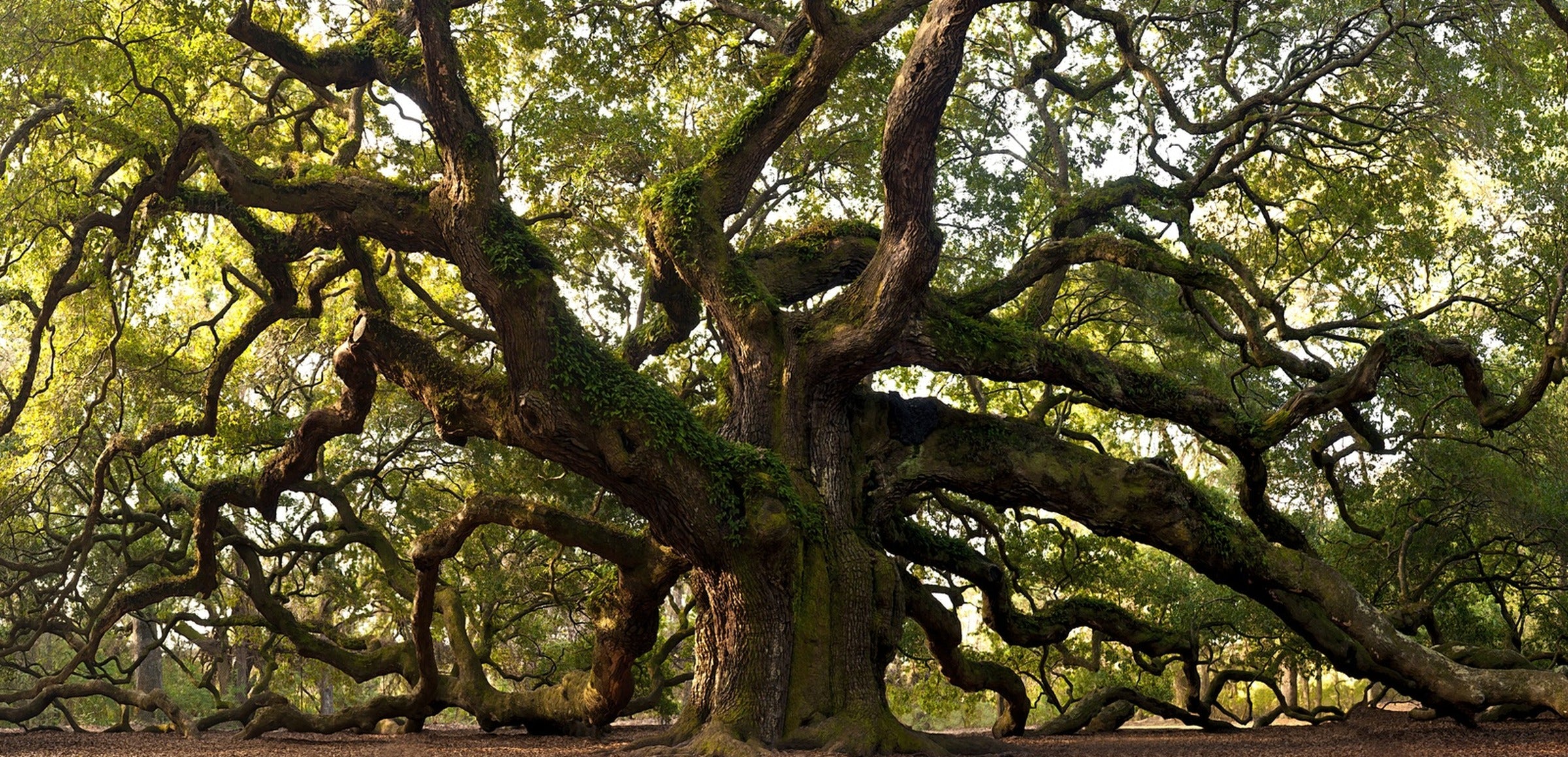 Places collection hero - Charleston Angel Oak