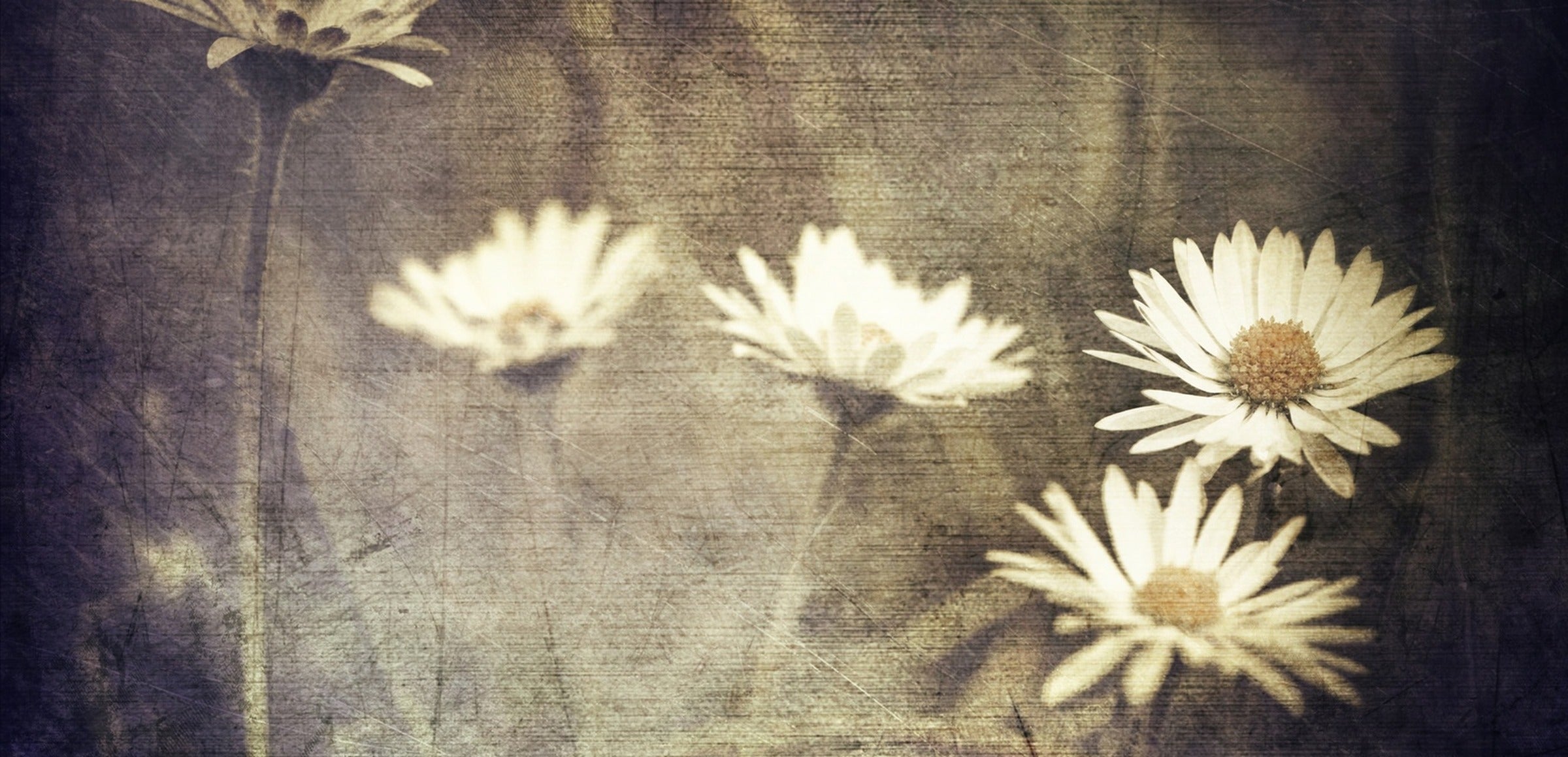 Vintage Flowers Wall Art collection hero - Vintage Meadow Flowers