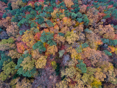 Aerial Fall Wall Art