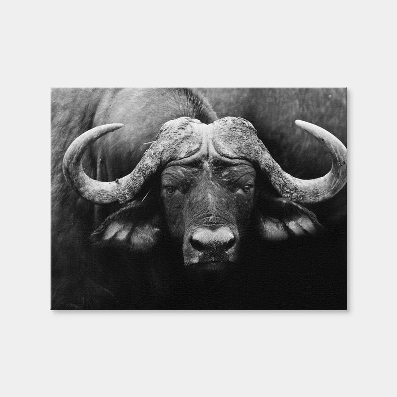 AUTO-MOCKUP WHITE | African Cape Buffalo | 1 Piece | Gallery Wrap Canvas | group=4x3