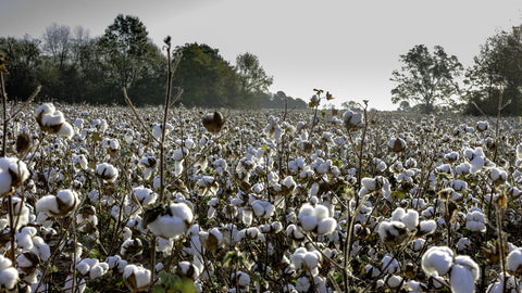 Alabama Cotton Field Wall Art