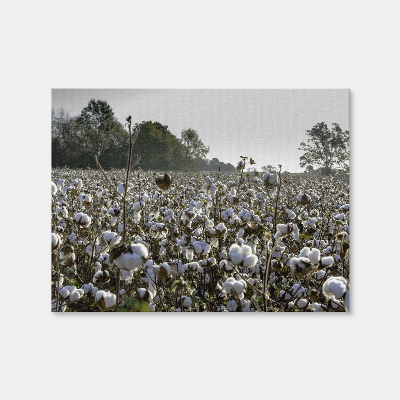 AUTO-MOCKUP WHITE | Alabama Cotton Field | 1 Piece | Gallery Wrap Canvas | group=4x3