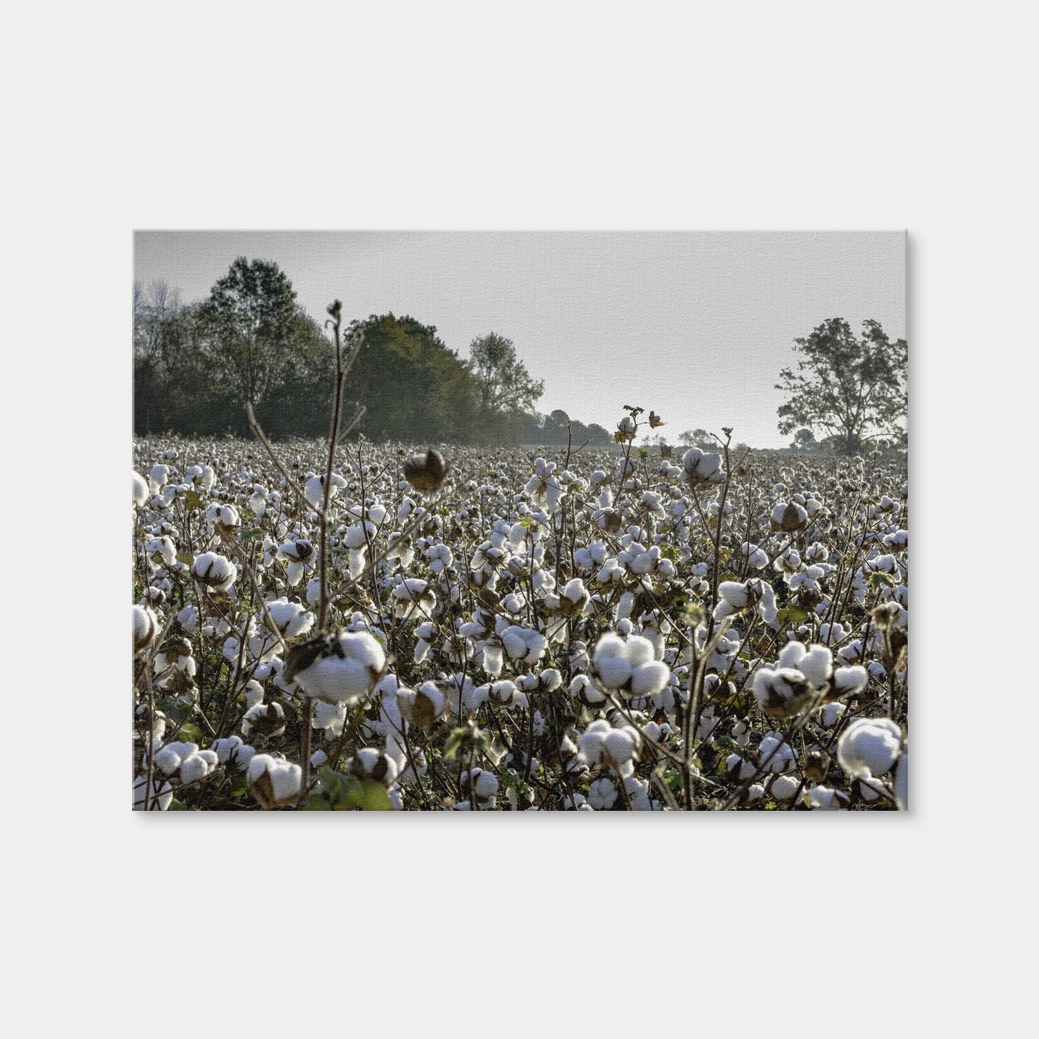AUTO-MOCKUP WHITE | Alabama Cotton Field | 1 Piece | Gallery Wrap Canvas | group=4x3