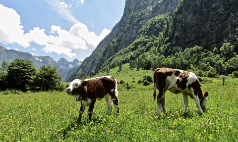 Alpine Calf Wall Art