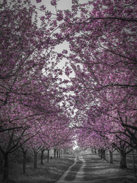 Amazing cherry blossom alley in pink Wall Art