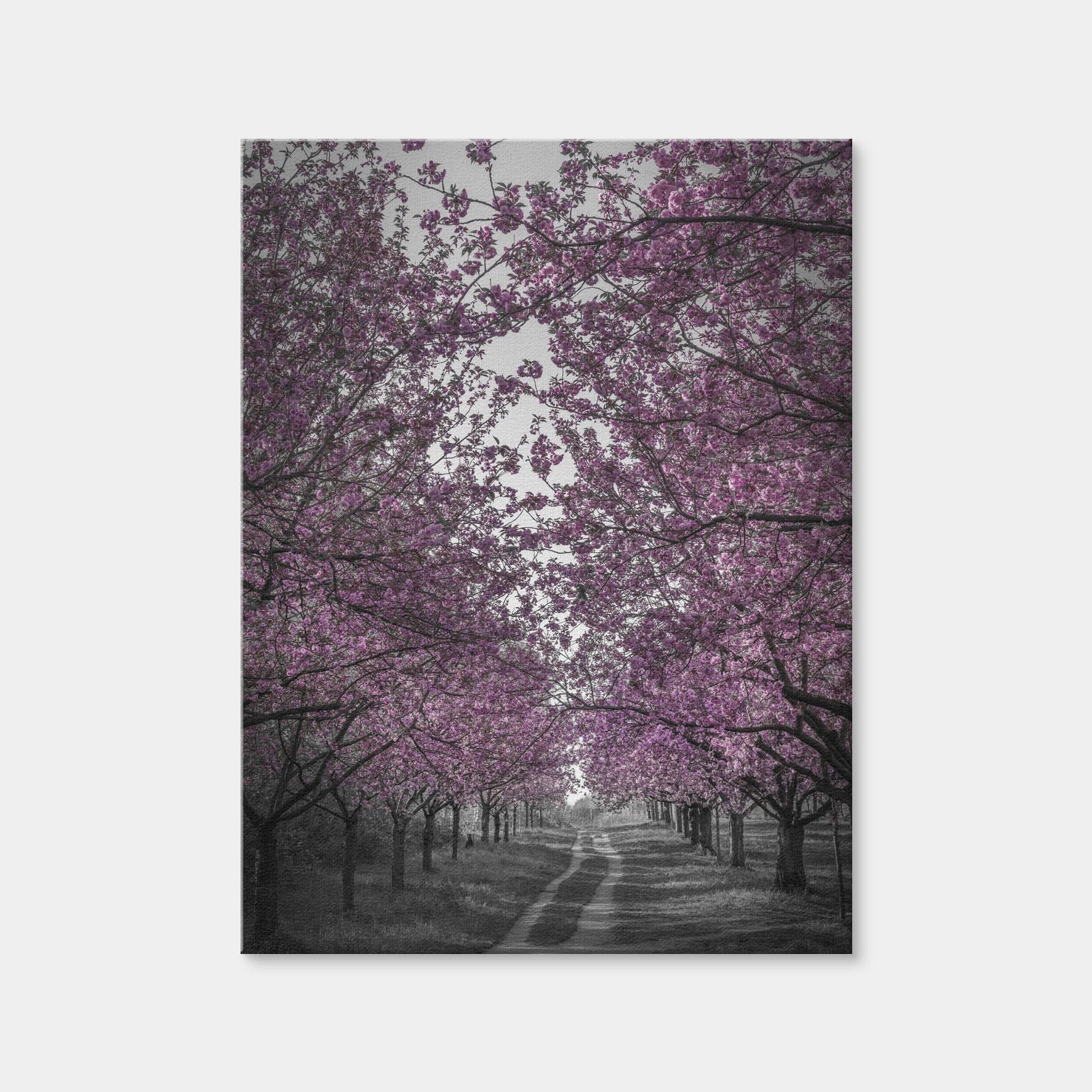 AUTO-MOCKUP WHITE | Amazing Cherry Blossom Alley in Pink | 1 Piece | Gallery Wrap Canvas | group=3x4