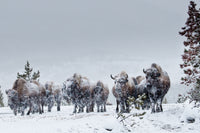 American Bison in Winter Snow Wall Art