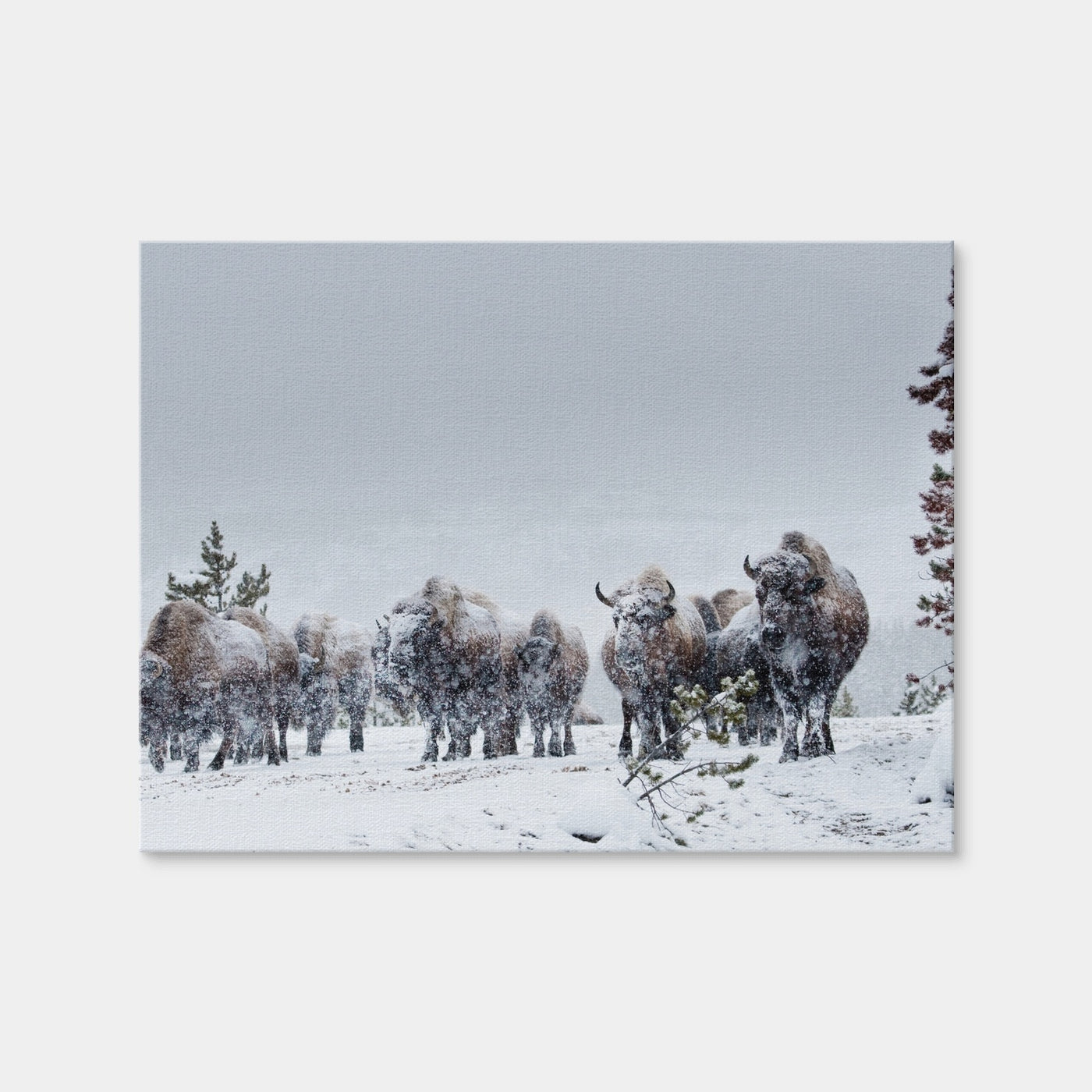 AUTO-MOCKUP WHITE | American Bison in Winter Snow | 1 Piece | Gallery Wrap Canvas | group=4x3