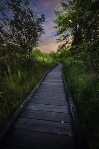 And the Fireflies WInk and Glow Wall Art