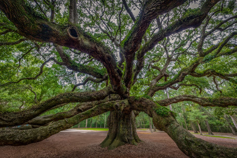 Angel Oak Wall Art