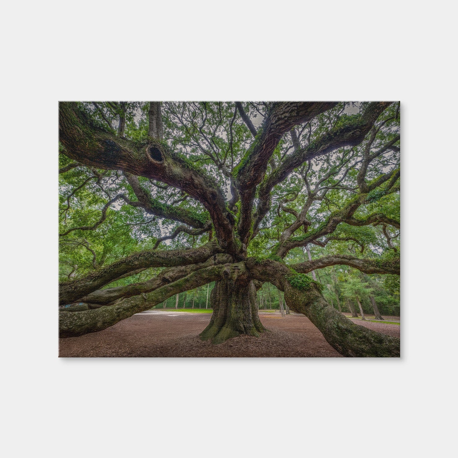 AUTO-MOCKUP WHITE | Angel Oak | 1 Piece | Gallery Wrap Canvas | group=4x3