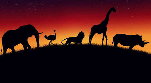 Animals of Africa Wall Art