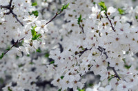 Apple Tree Blossoms Wall Art