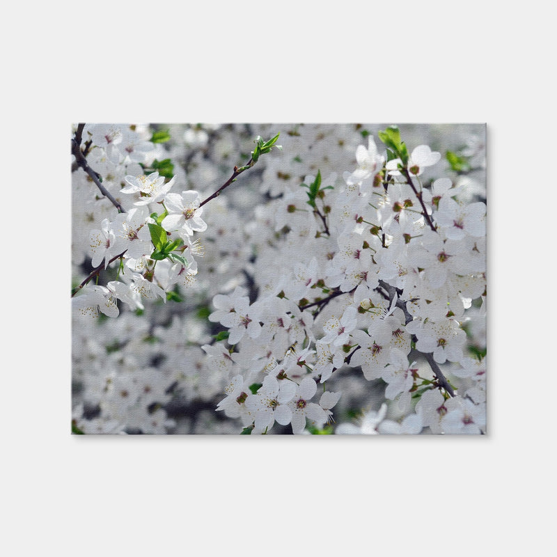 AUTO-MOCKUP WHITE | Apple Tree Blossoms | 1 Piece | Gallery Wrap Canvas | group=4x3