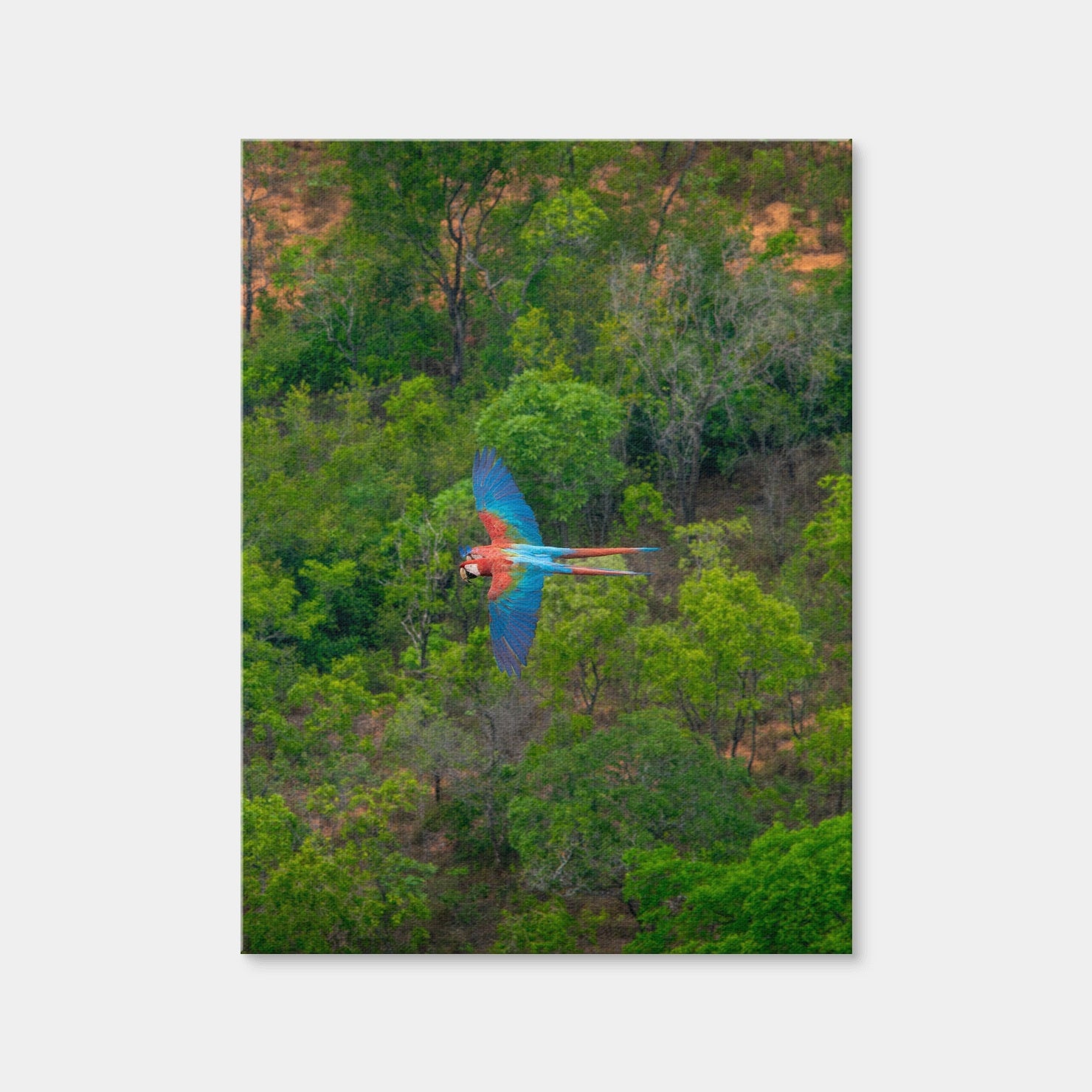 AUTO-MOCKUP WHITE | Arara | 1 Piece | Gallery Wrap Canvas | group=3x4