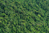 Atlantic Forest Wall Art