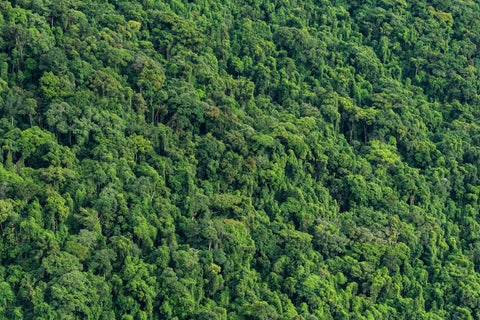 Atlantic Forest Wall Art