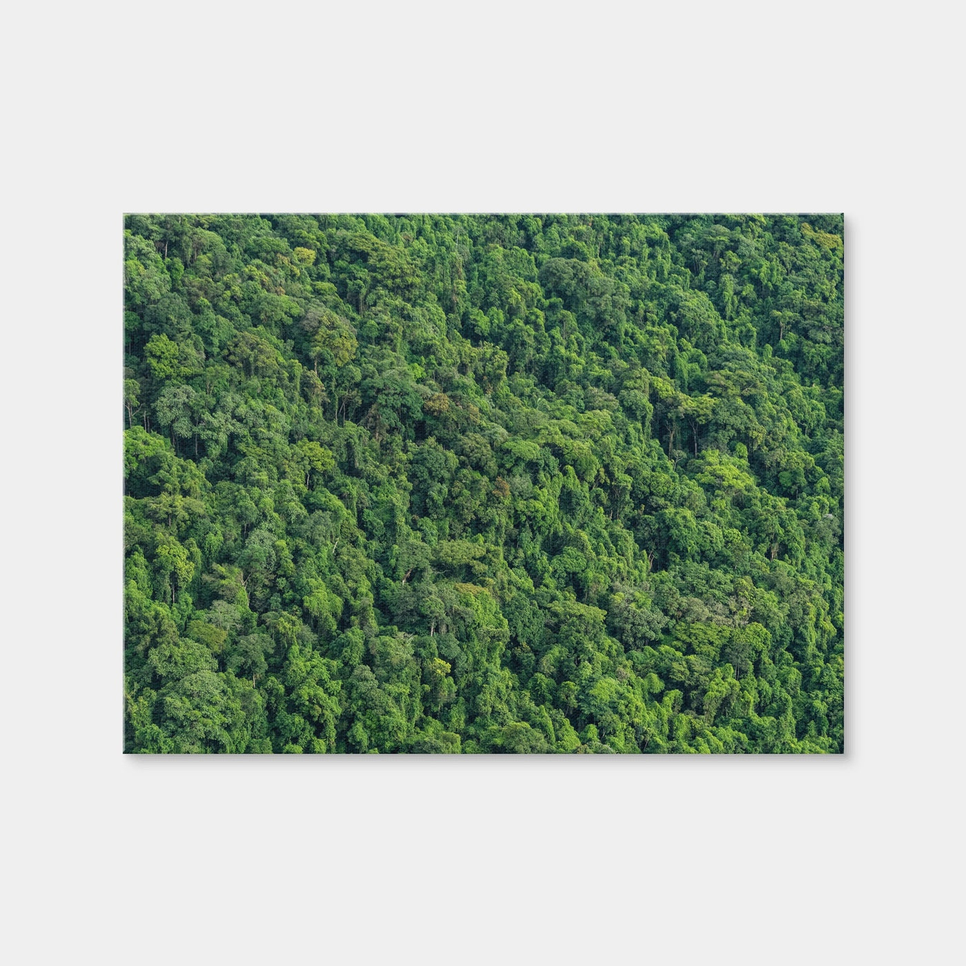 AUTO-MOCKUP WHITE | Atlantic Forest | 1 Piece | Gallery Wrap Canvas | group=4x3