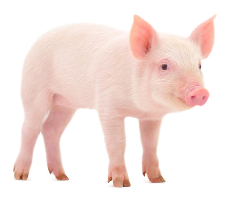 Baby Pig Wall Art