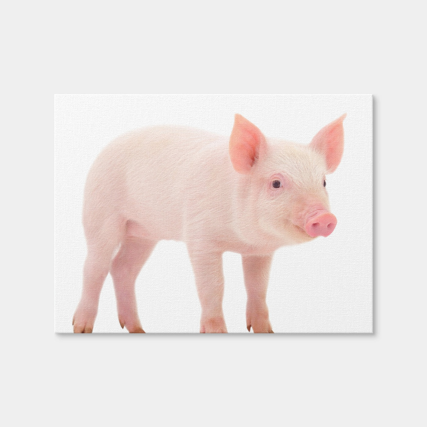 AUTO-MOCKUP WHITE | Baby Pig | 1 Piece | Gallery Wrap Canvas | group=4x3