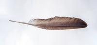 Bald Eagle Feather Wall Art