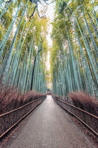 Bamboo Alley Wall Art