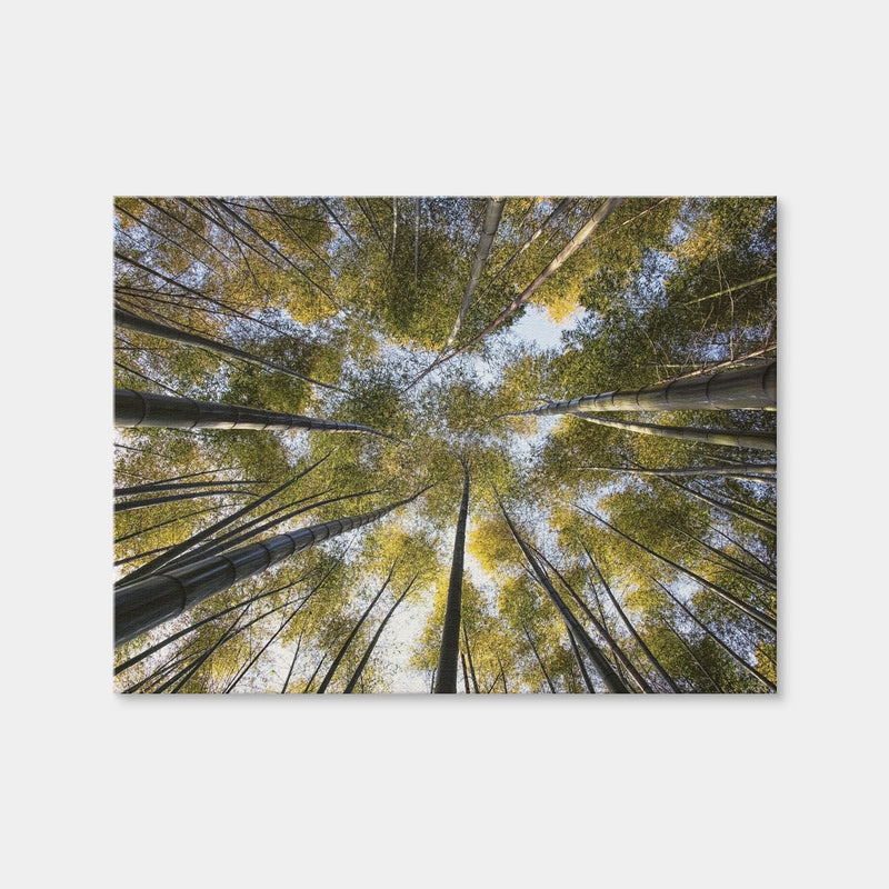 AUTO-MOCKUP WHITE | Bamboo Grove | 1 Piece | Gallery Wrap Canvas | group=4x3