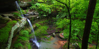Bankhead National Forest Wall Art