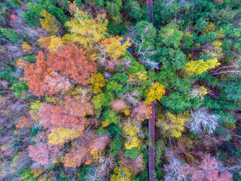 Bayfront Park nature boardwalk from above Wall Art