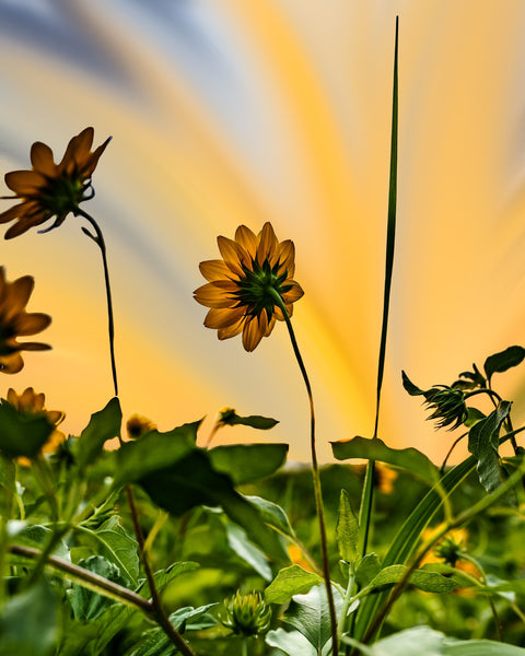 Beach Sunflowers Wall Art