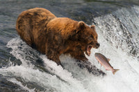 Bear catching Salmon Wall Art