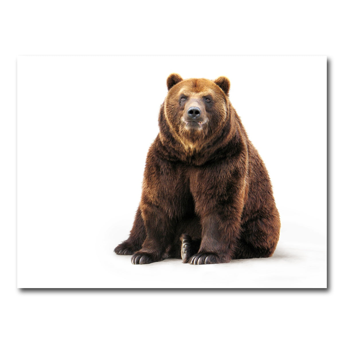 AUTO-MOCKUP WHITE | Bear on white | 1 Piece | Gallery Wrap Canvas | group=4x3