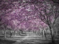 Beautiful cherry blossom alley in pink Wall Art
