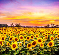 Bed of Sunflowers Wall Art