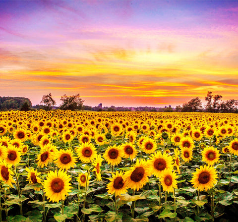Bed of Sunflowers Wall Art