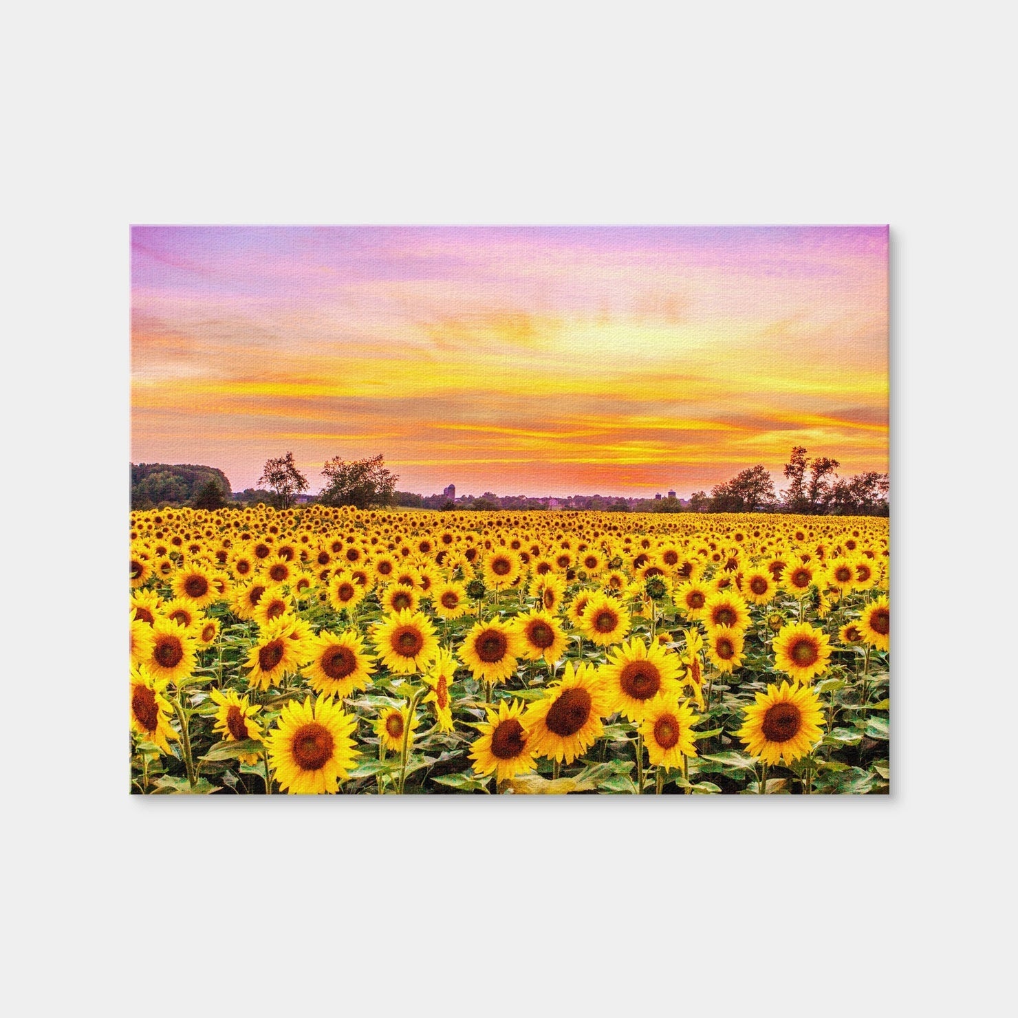 AUTO-MOCKUP WHITE | Bed of Sunflowers | 1 Piece | Gallery Wrap Canvas | group=4x3