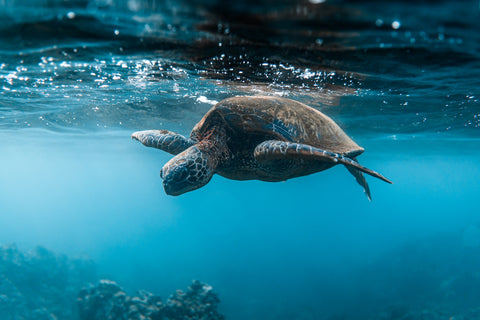 Below the Surface Wall Art