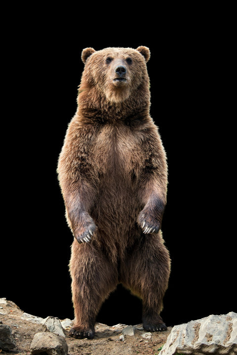 Big brown bear standing Wall Art