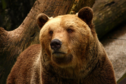Big grizzly Wall Art