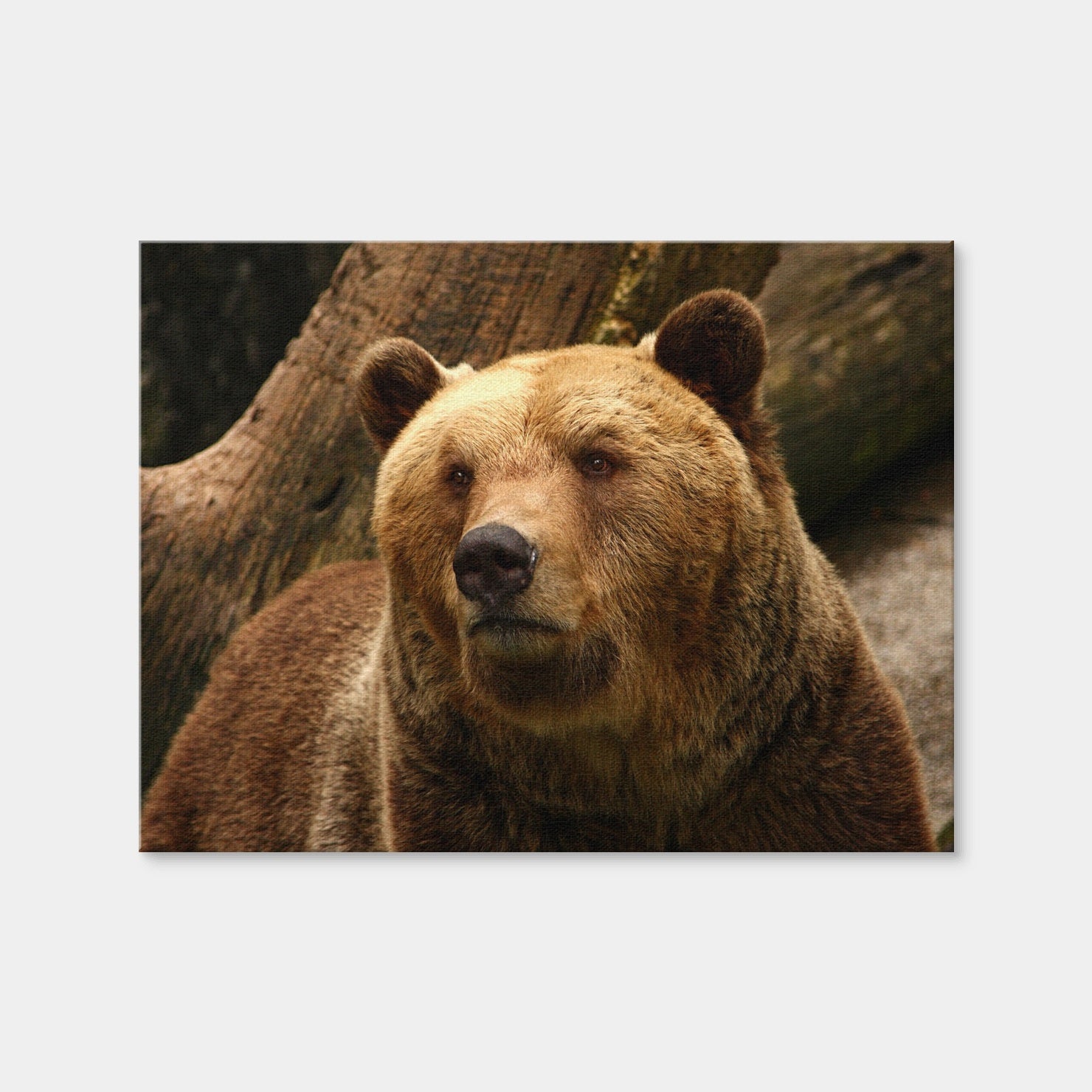 AUTO-MOCKUP WHITE | Big Grizzly | 1 Piece | Gallery Wrap Canvas | group=4x3