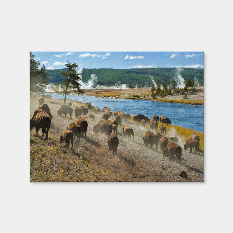 AUTO-MOCKUP WHITE | Bison Herd in Yellowstone | 1 Piece | Gallery Wrap Canvas | group=4x3