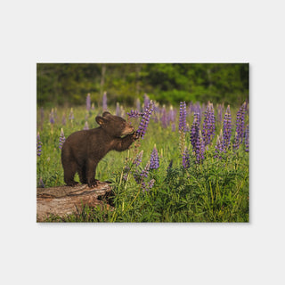 AUTO-MOCKUP WHITE | Black Bear Cub | 1 Piece | Gallery Wrap Canvas | group=4x3