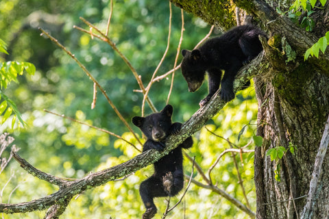 Black Bear Cubs Playing Wall Art