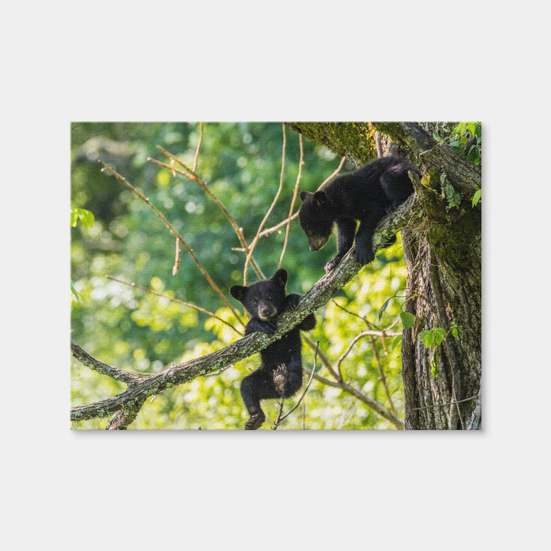 AUTO-MOCKUP WHITE | Black Bear Cubs Playing | 1 Piece | Gallery Wrap Canvas | group=4x3