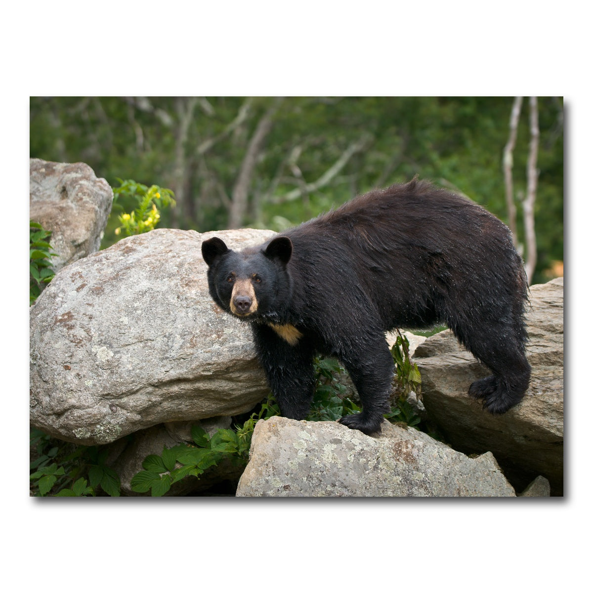 AUTO-MOCKUP WHITE | Black Bear | 1 Piece | Gallery Wrap Canvas | group=4x3