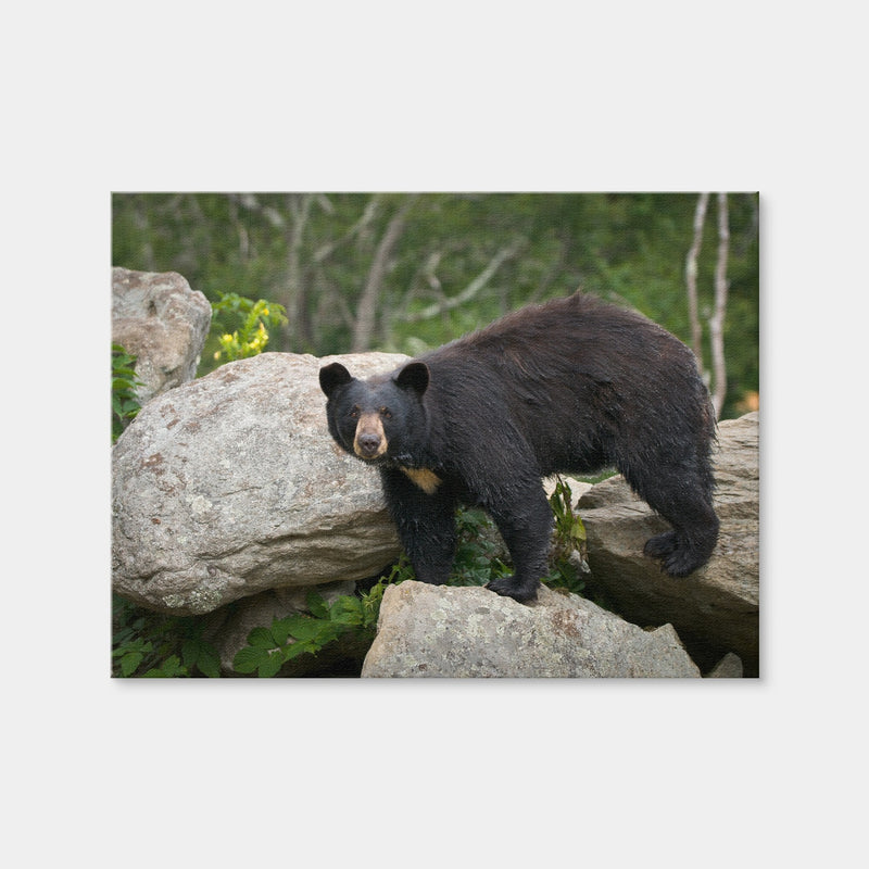 AUTO-MOCKUP WHITE | Black Bear | 1 Piece | Gallery Wrap Canvas | group=4x3